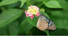 Beste ting å gjøre i Costa Rica Butterfly Conservatory (ting å gjøre i nærheten av meg)