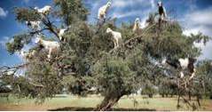 Geiter i trær The Tree Climbing Goats of Marokko (attraksjoner)