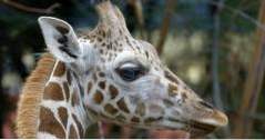 Ungern Saker att göra Budapest Zoo (äventyr)