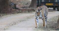 Indien Sevärdheter Kanha Tiger Reserve (äventyr)