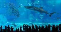 Japan Ting å gjøre Okinawa Churaumi Aquarium (Asia)