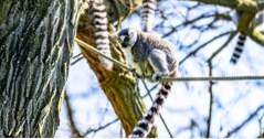 Los Angeles zoologiske hage og botaniske hage (california)