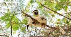 Madagaskar Saker att göra Kirindy Forest (äventyr)