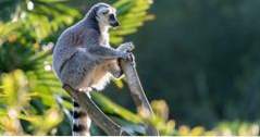 Madagaskar Dinge zu tun Lemurs 'Park (Abenteuer)
