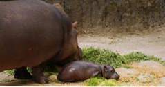 Mexico Ting å gjøre Chapultepec Zoo (eventyr)