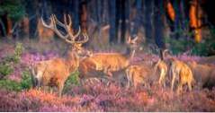 Niederlande Freizeitangebote De Hoge Veluwe National Park (Abenteuer)