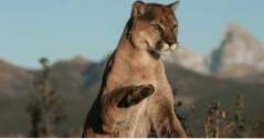 Pagosa Springs, CO Att göra Rocky Mountain Wildlife Park (colorado)