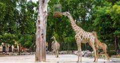 Portugal Dingen om te doen Lisbon Zoo (vakantie ideeën)