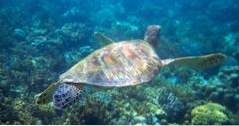 Saint Thomas Dingen om te doen Buck Island Reef National Monument (caribbean)