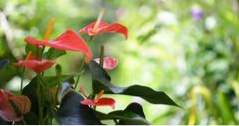 Saint Thomas Dingen om te doen Plantage Crown and Hawk Botanical Garden (caribbean)