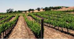 Nachhaltige Rebe-Wein-Touren in Santa Barbara, CA (Kalifornien)