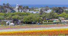 De bloemgebieden in Carlsbad, Californië (Californië)