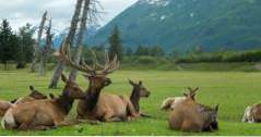 Dingen om te doen in Alaska Alaska Wildlife Conservation Center (dingen om dichtbij me te doen)