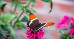 Aktivitäten in Branson, Missouri Der Schmetterlingspalast und Regenwald Abenteuer (Missouri)