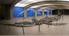 Aktivitäten in Kanada Royal Tyrrell Museum für Paläontologie (Kanada)